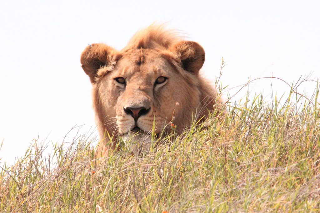 Lion on hillside